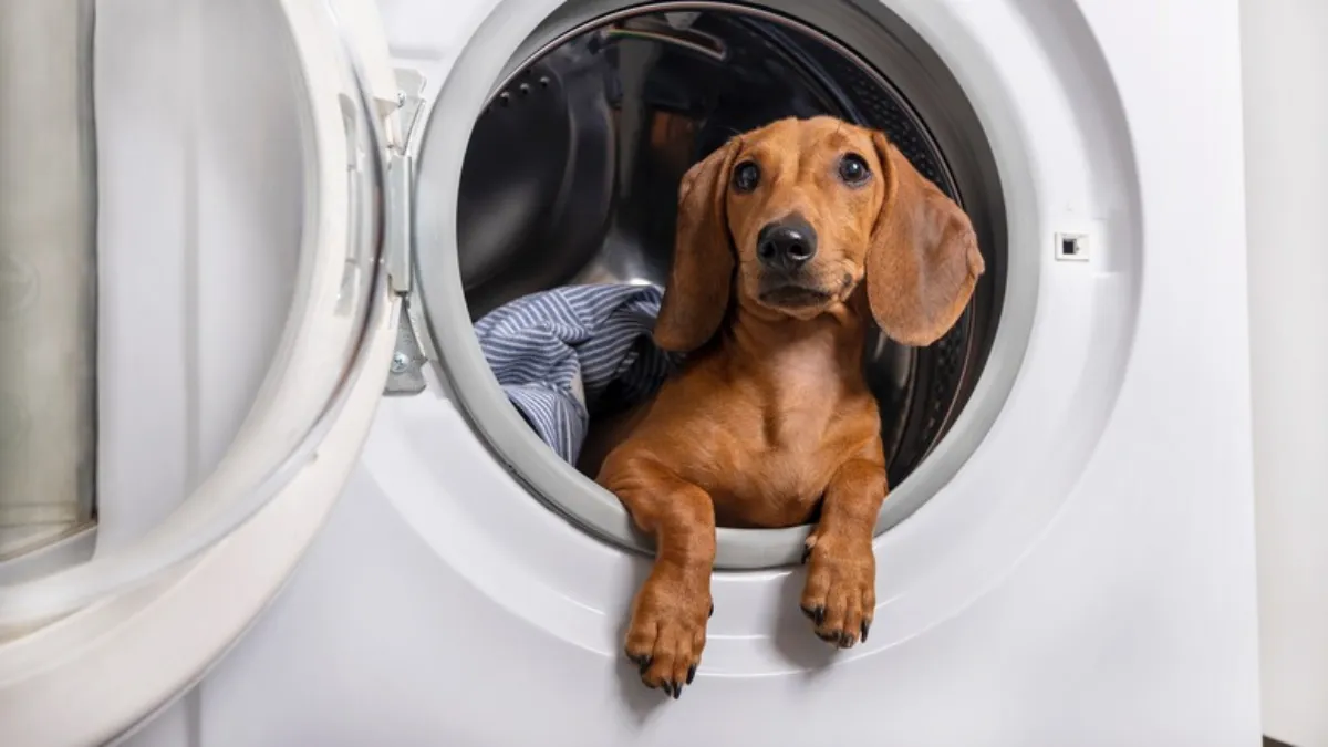 Conquering Laundry Struggles Every Pet Owner Faces