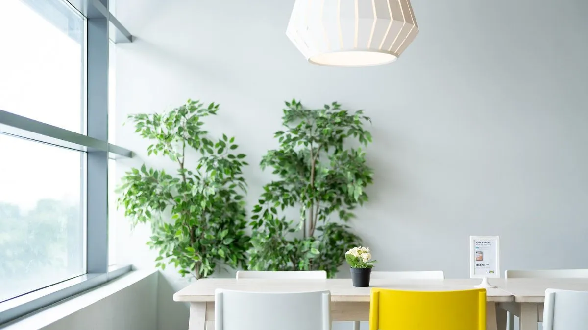 Noida AQI 215-246: 5 Must-Have Indoor Plants to Detox Your Home Environment