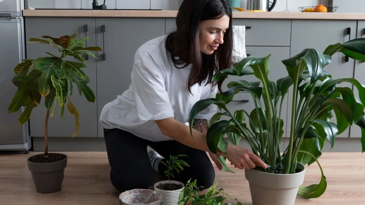 Indoor Plants For Air Purifications