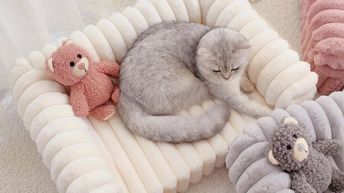 Best Cat Beds For Winter