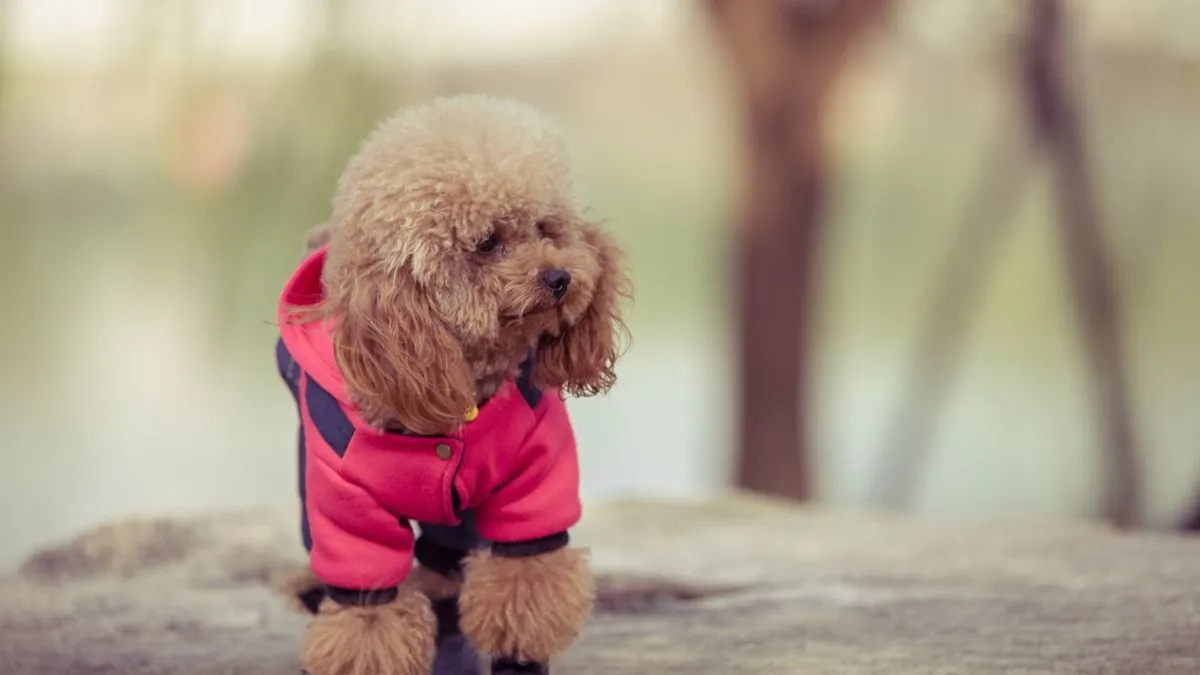 Dog_Jackets_For_Winters