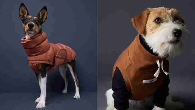 Top_Dog_Clothes_For_Winter