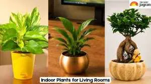 Top 5 Vibrant Indoor Plants for Living Rooms